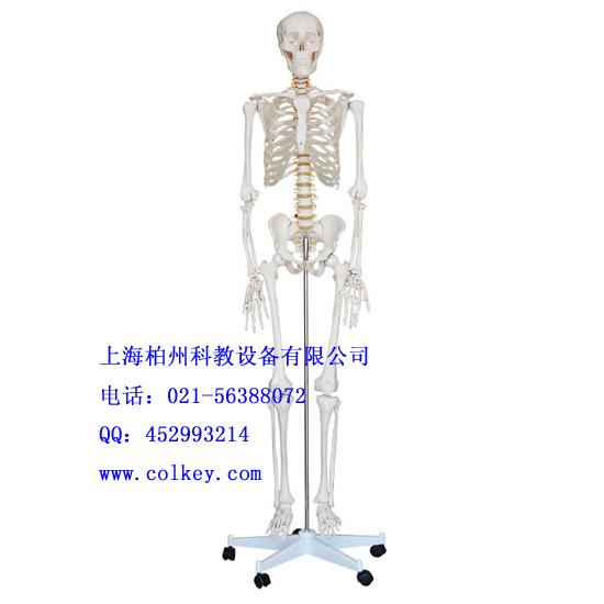 供应仿真人体骨骼模型,仿真人体骨骼模型价格