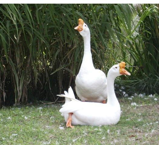 扬州大白鹅怎么卖的供应扬州大白鹅怎么卖的，2016扬州大白鹅批发