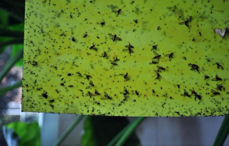 成都茶园强力黄板粘虫板厂家 200m*250m绿色无公害诱虫板