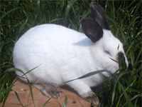 供应肉兔养殖利润肉兔的行情肉兔品种