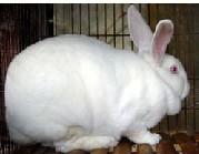法系种兔孕兔青年獭兔獭兔价格养兔批发
