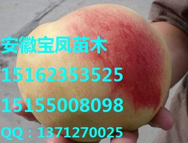 滁州市黄石桃树苗新品种厂家