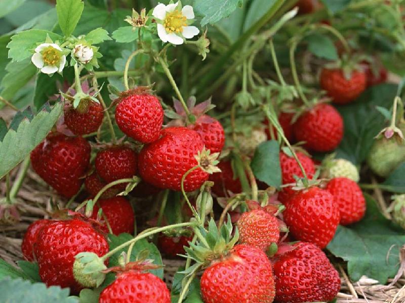 泰安市草莓苗山东优质草莓苗厂家供应草莓苗、山东优质草莓苗