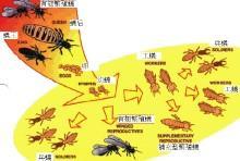 微胶囊蚁药在白蚁预防中的应用