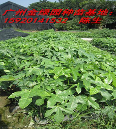 供应广州绿化种苗供货商电话多少？广州绿化种苗品种有哪些？绿化种苗批发图片