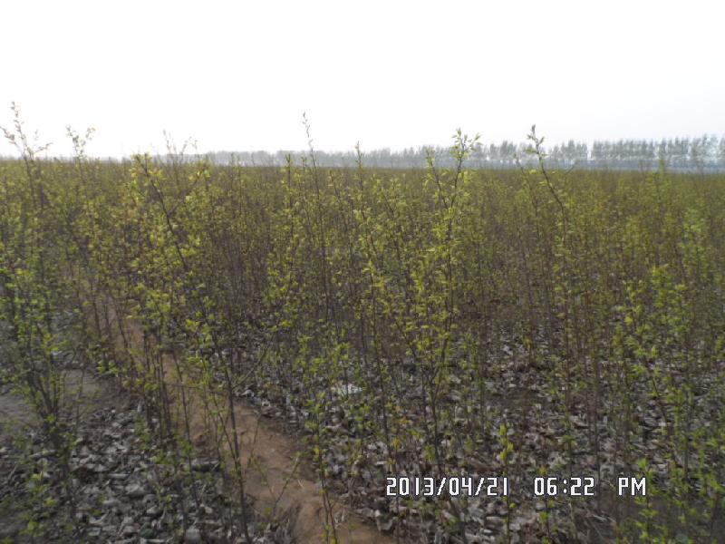 保定市山桃 山杏厂家供应用于苗木绿化的山桃 山杏 苗木工程苗