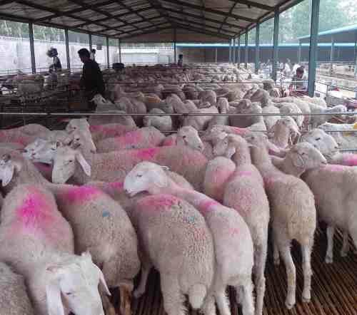 供应大型养殖场小尾寒羊种羊场/养殖热线15554764252图片