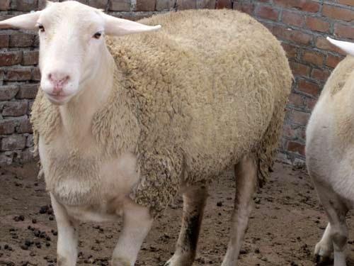 济宁市育肥羊和杂交羊/杜泊羊哪里买厂家供应育肥羊和杂交羊/杜泊羊哪里买/小尾寒羊种场