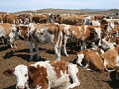 山西肉牛供应 肉牛供应 肉牛价格 山西肉牛