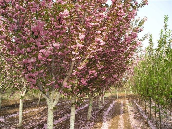 樱花树，重瓣榆叶梅，白皮松，法桐，红叶碧桃，绿化苗木图片