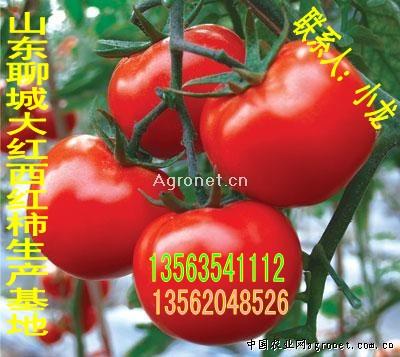 西红柿生产基地批发
