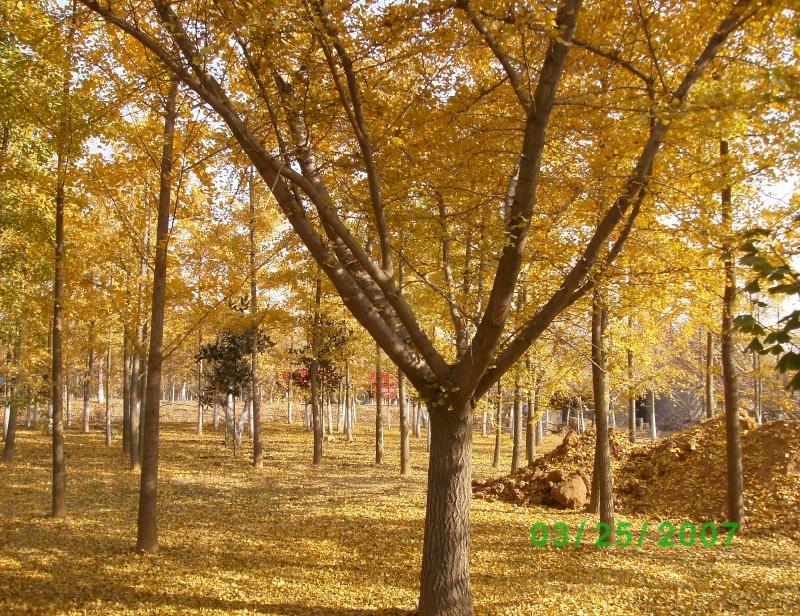 供应用于园林绿化的嫁接银杏树最新价格图片