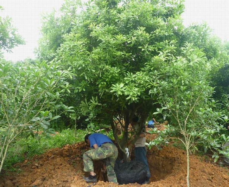 广西杨梅树种植方法技术，优质杨梅树采购批发价格，杨梅树基地供应