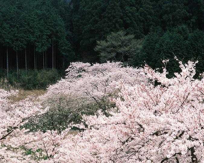 资阳市哪里的樱花树苗便宜厂家