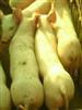 供应河北省平山县仔猪市场批发于全国市场最健康最优质的仔猪