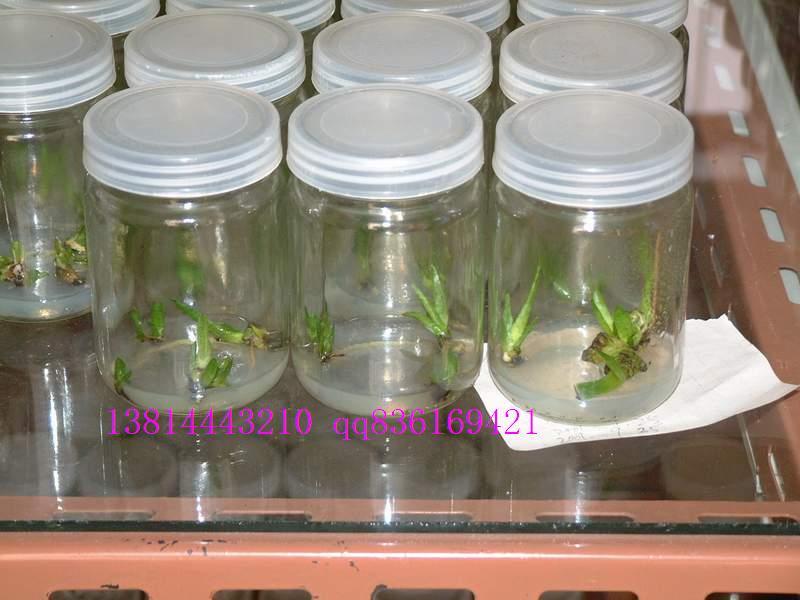 供应菌种玻璃瓶，培育冬虫夏草的玻璃瓶