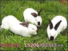 供应大型肉兔、肉兔种兔价格、河南肉兔养殖基地