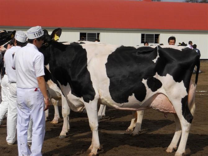 奶牛养殖/养殖奶牛/奶牛养殖技术奶牛养殖场奶牛