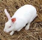 獭兔种兔獭兔养殖技术长毛兔批发