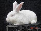 獭兔养殖技术肉兔种兔养殖场批发