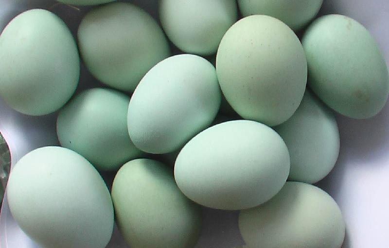 供应绿壳蛋小鸡母苗有卖