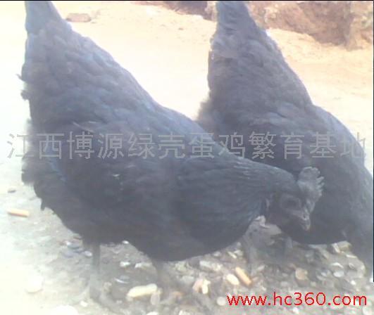 萍乡市鸡苗出售纯种绿壳蛋鸡江西博源育种厂家供应鸡苗出售纯种绿壳蛋鸡江西博源育种