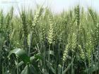 供应天然绿小麦