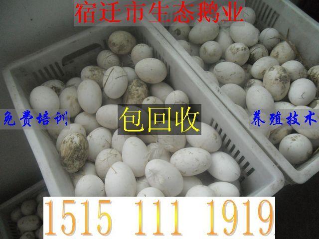 供应山东鹅苗中国鹅苗价格网养鹅