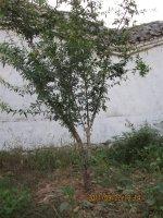 1-40厘米石榴树石榴盆景批发