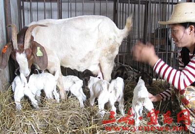 供应改良优质肉羊优良肉羊种苗繁殖基地大型繁殖肉羊波尔山羊白山羊