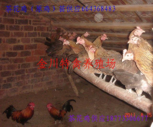株洲市珍禽养殖种苗/原鸡/七彩山鸡厂家