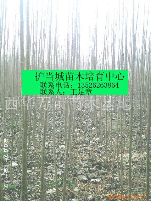 供应米径1-8公分高度2-4米优质杨树苗 西华县