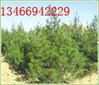 供应2.5米油松树3米落地冠油松树苗养营杯1米油松苗