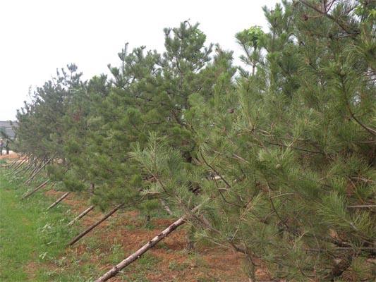 供应油松价格/油松苗价格/出售油松树/1.5米油松2米油松3米油松图片