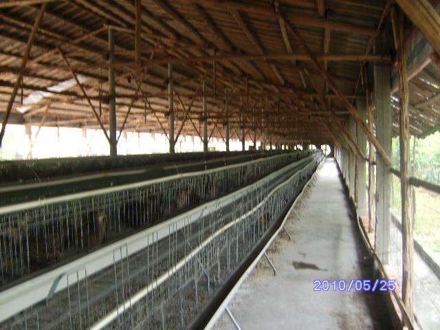 供应河南月产量最大的珍珠鸡苗养殖场