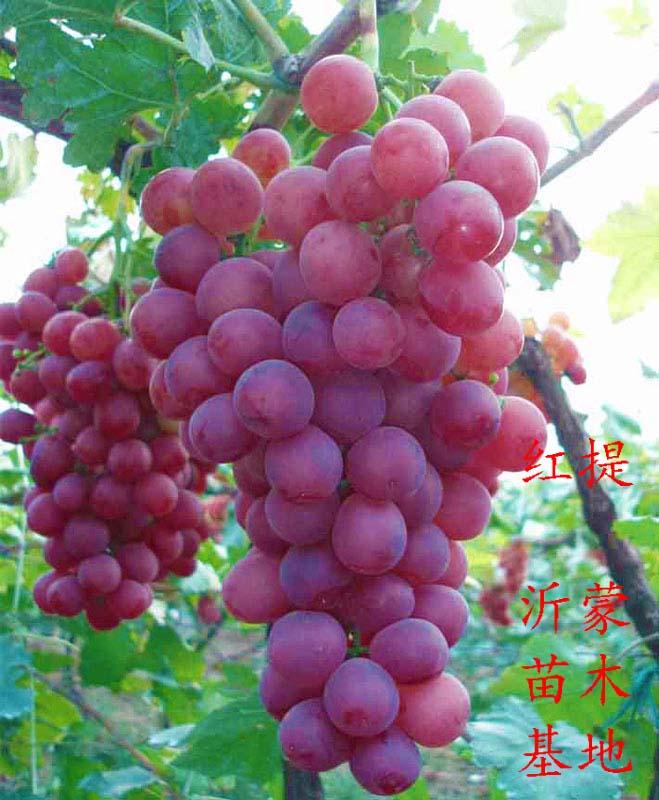 供应早熟葡萄品种晚熟葡萄品种