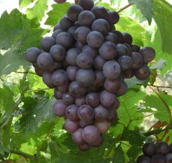 供应大棚葡萄品种适合大棚的葡萄