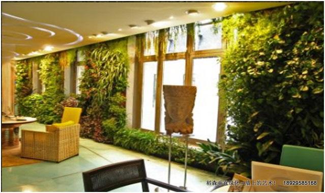 种植“空调”　让苔藓爬上墙稻森种植空调让苔藓爬上墙稻森