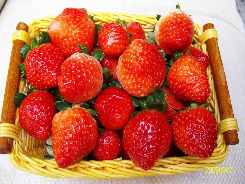 徐州市优质大棚草莓厂家供应优质大棚草莓