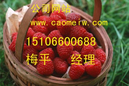 供应王李庄草莓