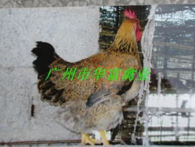 广州麻鸡苗报价  广州麻鸡苗价格   广州麻鸡苗养殖