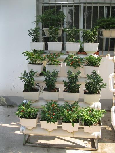首家中国城市阳台种菜开拓系列产品阳台菜园一站式设备设施
