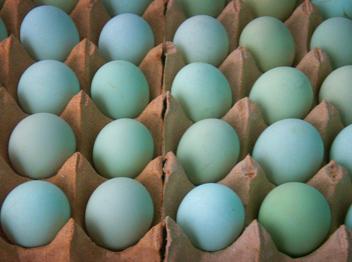 供应养绿壳蛋鸡助农致富