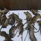 西安灭鼠公司西安单位办公室杀老鼠批发