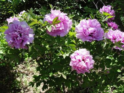 供应园林别墅栽植高档花灌木——抗寒的紫斑牡丹抗寒的百年紫斑牡丹