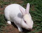 供应最便宜的獭兔种兔