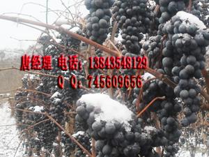 供应北冰红葡萄苗 冰红葡萄苗(冬天不埋)孙广辉酒业图片