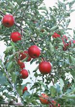 苹果苗  2-5公分苹果树 自家地里