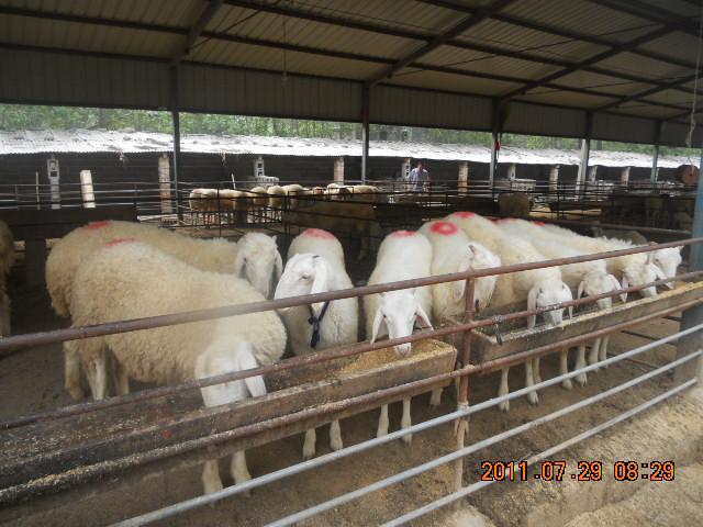 供应选纯种小尾寒羊价格到山东宏祥畜牧养殖场小尾寒羊价格图片