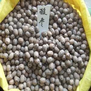 供应南酸枣种子,酸枣种子价格,南酸枣种子种植技术图片